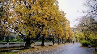 Łódź: Pogoda na 11 listopada 2025. Pogoda na długi weekend listopadowy. Złota polska jesień w długi weekend? Kiedy spadnie śnieg i przyjdzie zima?