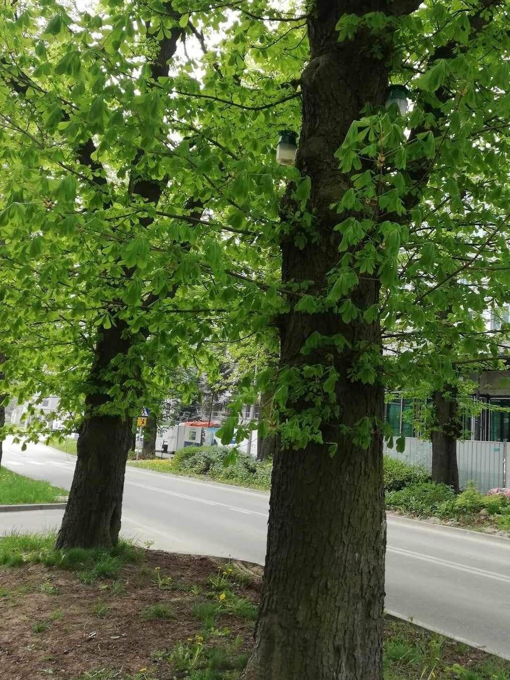 Pułapki na kasztanowcach przy ul. Spadochroniarzy