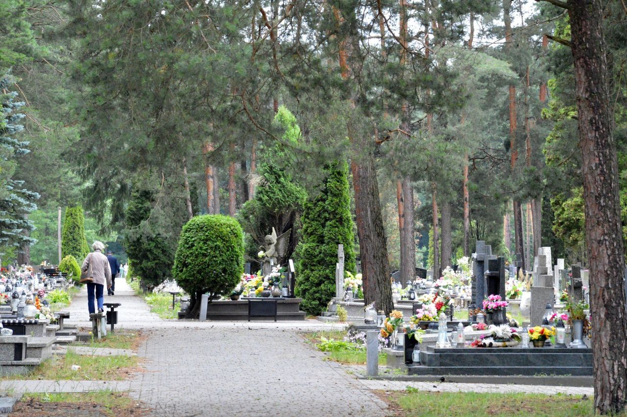 Nowoczesna wyszukiwarka grobów na Cmentarzu Komunalnym w Stalowej Woli. Jak korzystać?