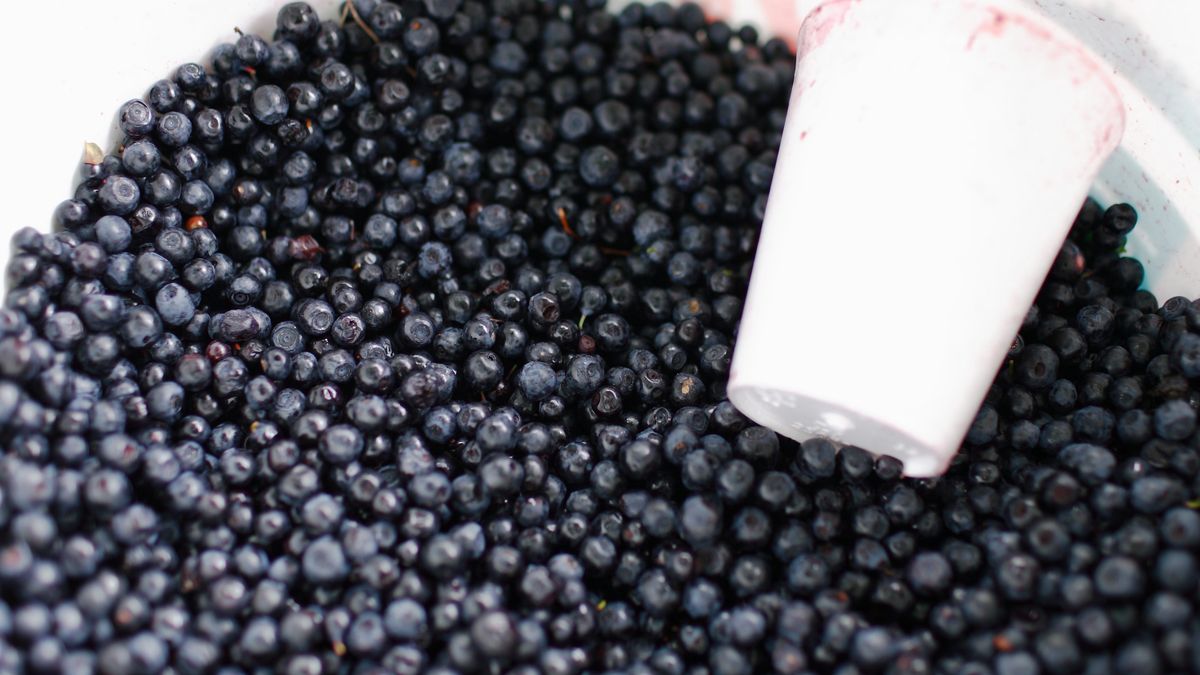 Jeszcze kilka lat temu jagody były dużo tańsze