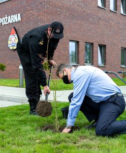 Śląskie. Sadzą drzewa w Bytomiu. Mają pomóc w walce z niską emisją, która dusi