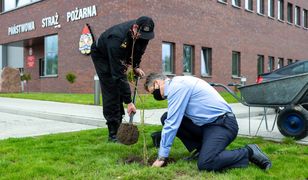 Śląskie. Sadzą drzewa w Bytomiu. Mają pomóc w walce z niską emisją, która dusi