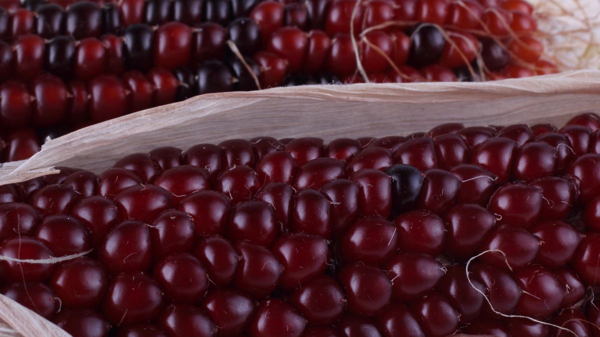 Kukurydza może być również czerwona