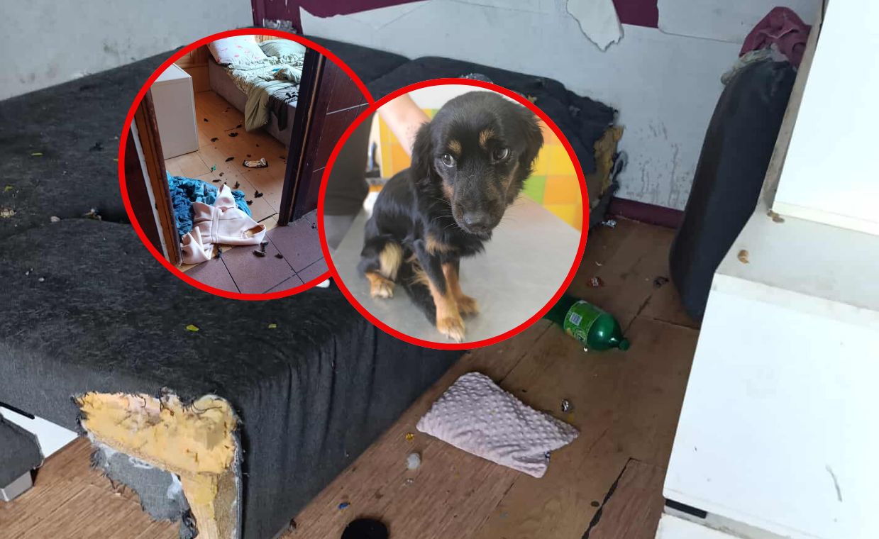 Pojechała na wakacje. Areszt i zarzuty dla 22-latki po śmierci psa