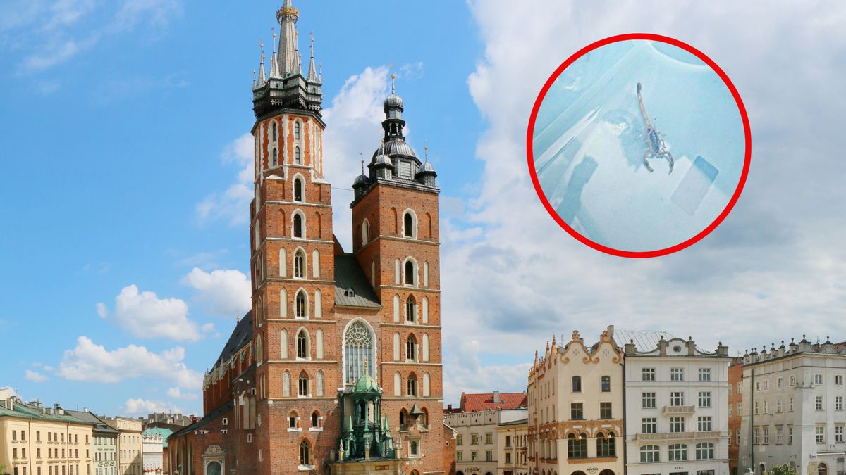 Skorpiony w tej części świata nie są spotykane 