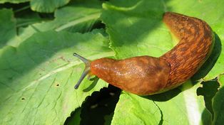 Jedna pożera nawet 60 ślimaków dziennie. Umieść w ogrodzie