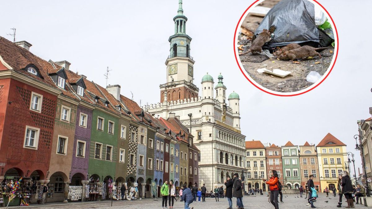 Niechciani lokatorzy w Poznaniu – czas na walkę ze szczurami