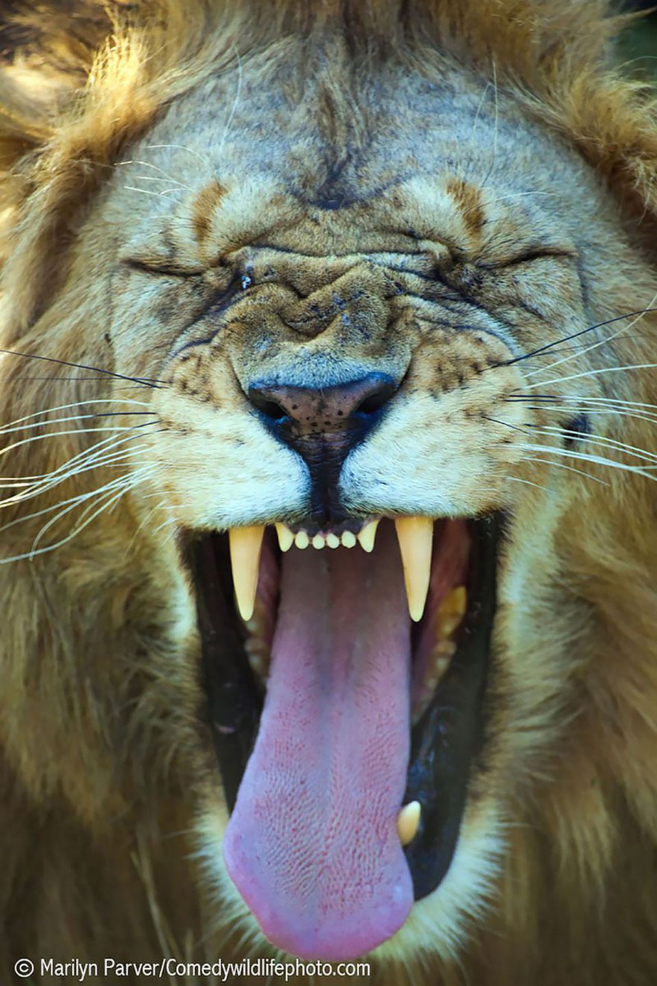 Najzabawniejsze zwierzaki konkursu Comedy Wildlife Photography Awards 2016 43