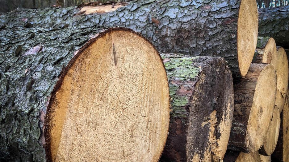Nowe rozporządzenie definiuje, że za drewno energetyczne można uznać wyłącznie materiał o określonych wadach i wymiarach – np. zbyt cienki, z dużą krzywizną, z oznakami zgnilizny czy zwęglenia.