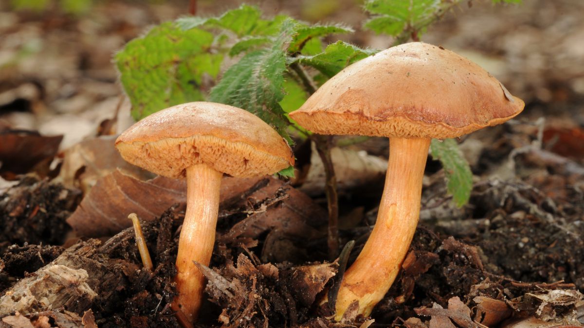 Maślaczek pieprzowy świetnie odnajdzie się jako przyprawa