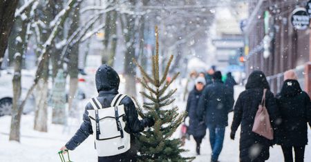 Świerk czy jodła? Polacy mają określony typ. Plantator zabrał głos
