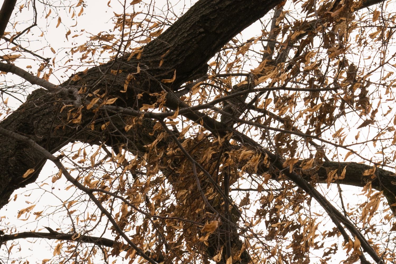 Zeiss Batis 85 mm f/1.8 - test portretówki do Sony A7 25
