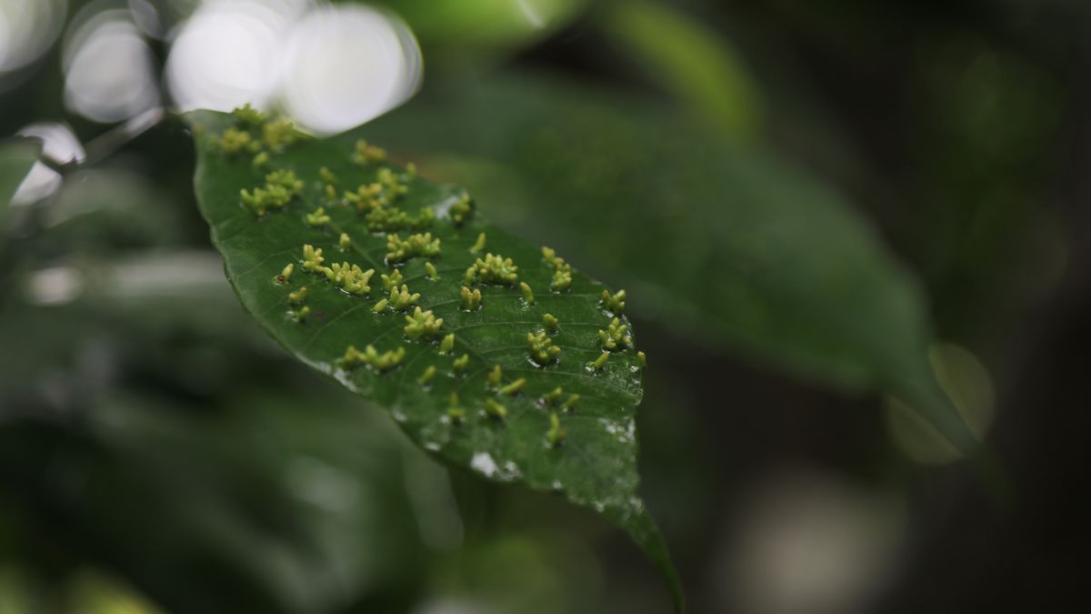 SAN SALVADOR, EL SALVADOR - JUNE 21: Detail of the moss on the leaves of a tree from protected forests in areas of the Salvadoran capital, in San Salvador, El Salvador on June 21, 2024. El Salvador is a country of volcanoes and mountain ranges, where you can see various tropical forests protected as natural lungs in the country's territory. Tropical Forests, which are fundamental ecosystems for life on the planet. (Photo by Alex Pena/Anadolu via Getty Images)