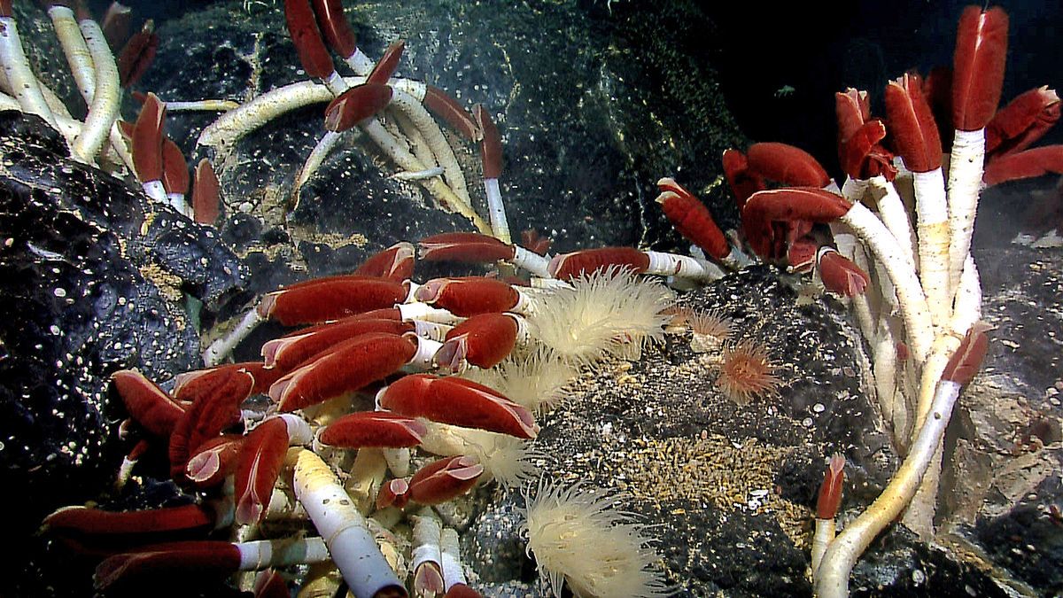 Okolice kominów hydrotermalnych to oazy podwodnego życia