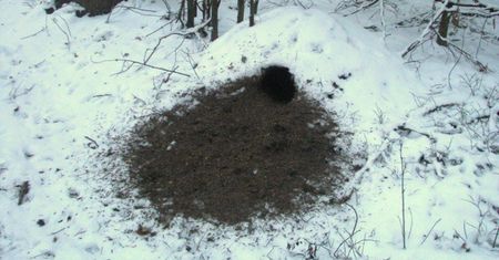 Zimą to łatwy łup. Leśnicy pokazali zdjęcie. I zaczęli tłumaczyć