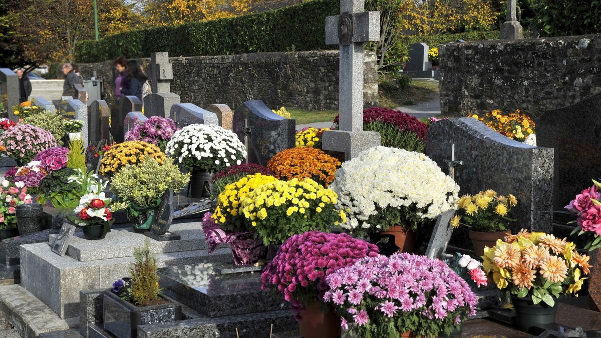 Chryzantemy na grobach 