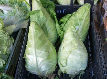 Kup, gdy zobaczysz w sklepie. "Serce wołu" nada się do sałatki, kiszenia, a nawet na gołąbki