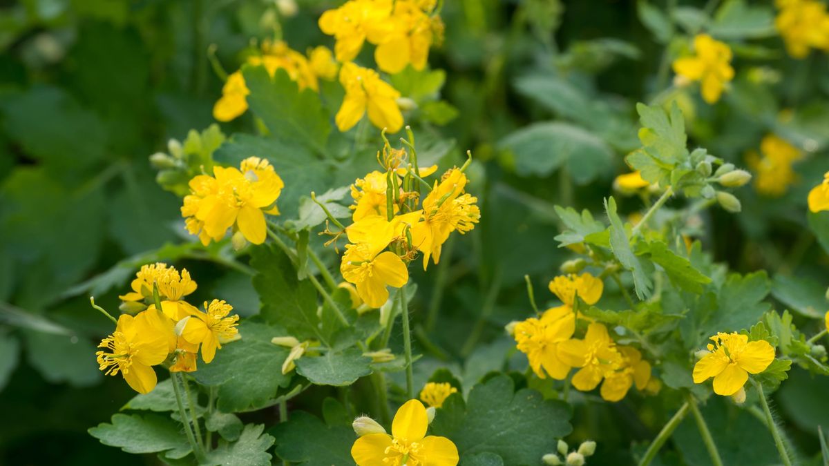 Glistnik zakazany w żywności i suplementach
