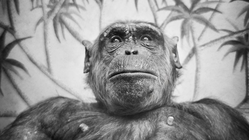 Przejmujące i pełne emocji portrety małp zamkniętych w ogrodach zoologicznych 1