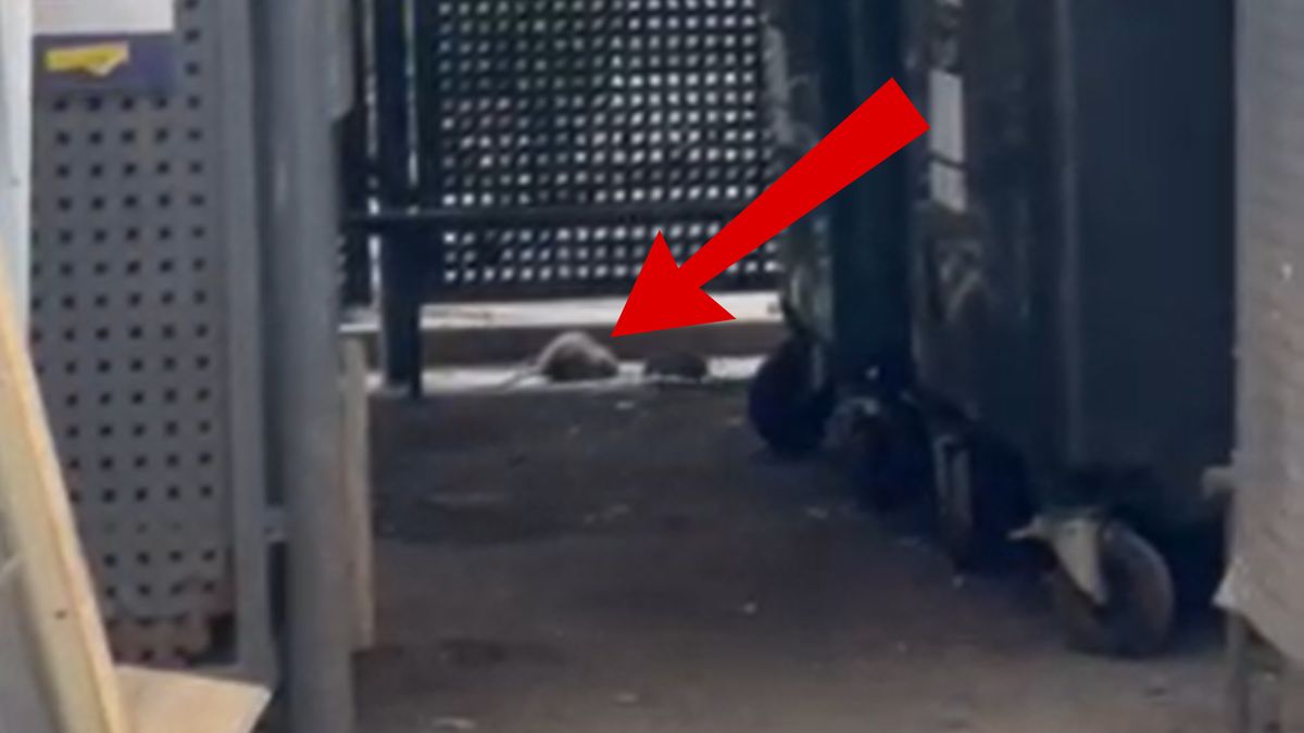 Szczury we Wrocławiu.