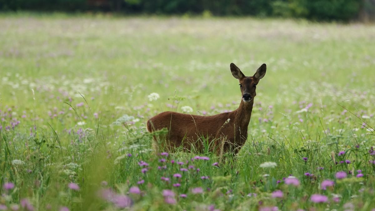 Chcieli ratować sarenkę, łowczy zabił ją z zimną krwią
