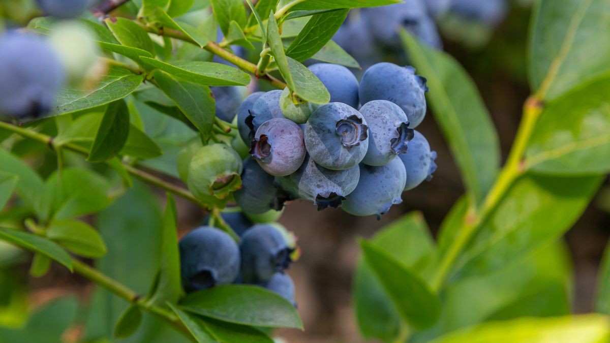 Kiedy przycinać borówkę amerykańską?