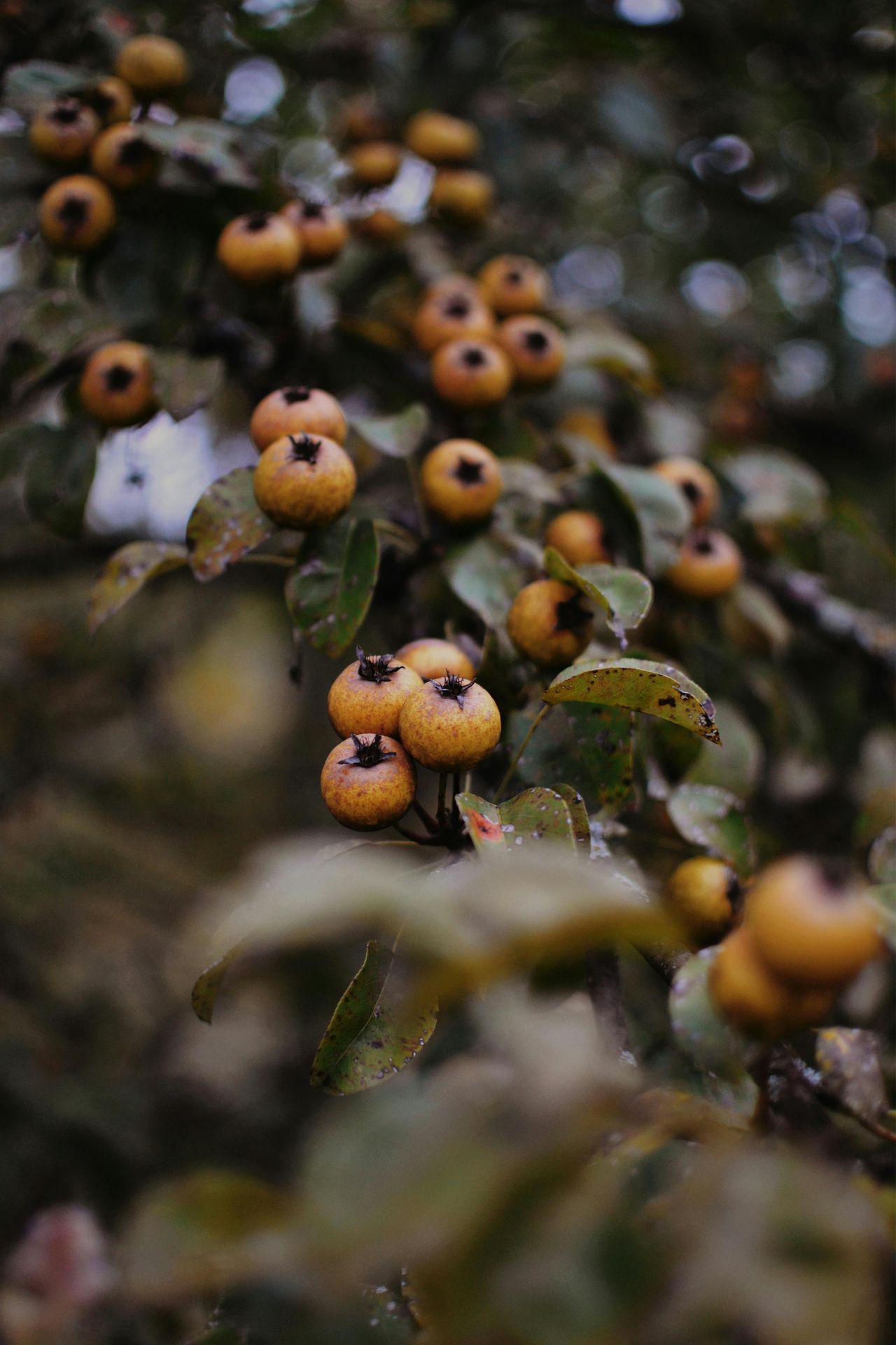 Medlar - Delicacies