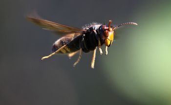Powieś przed domem. Wyłapie wszystkie szerszenie