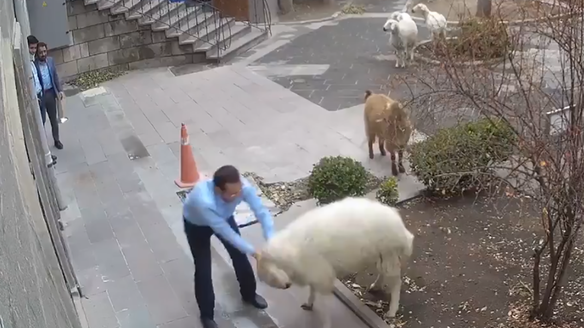 Turcja. Baran, koza i trzy jagnięta sterroryzowały miasto