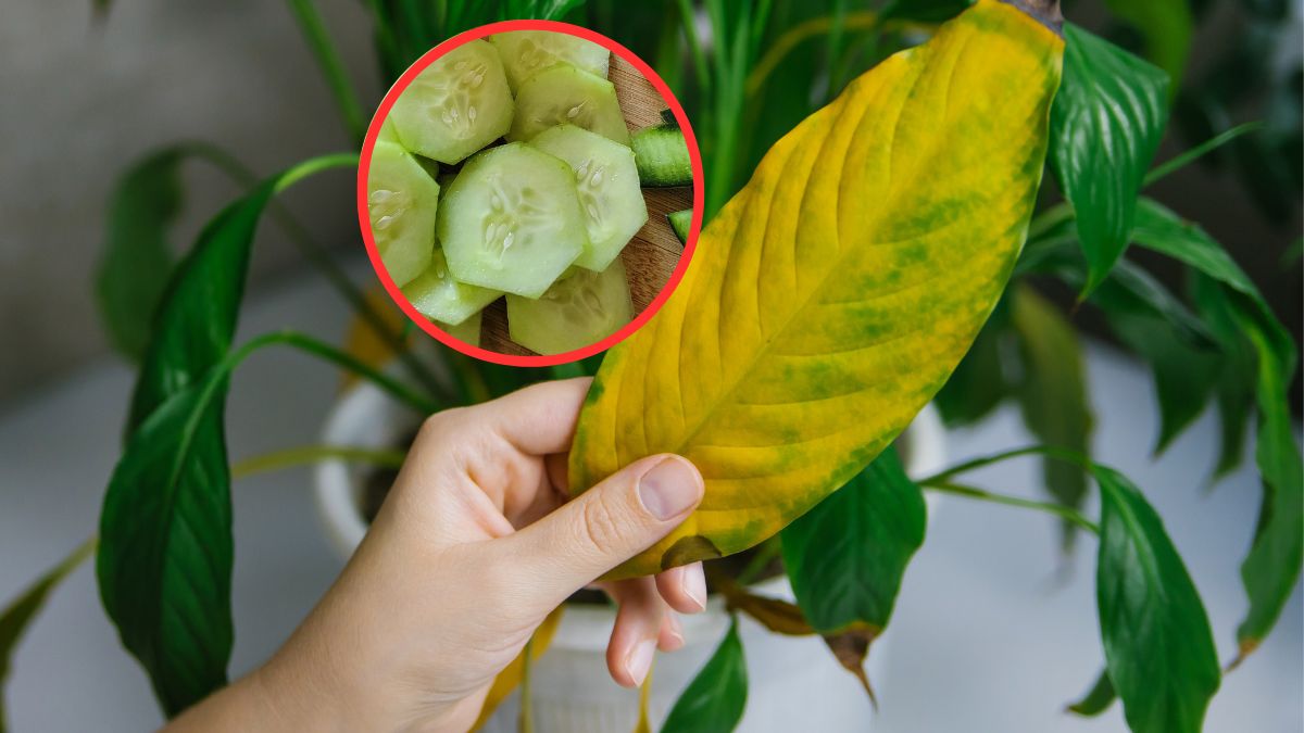 Ogórek uratuje twoją roślinę. Wystarczy szybki test