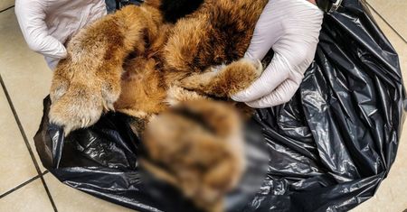 Białystok. Makabryczne odkrycie policjantów