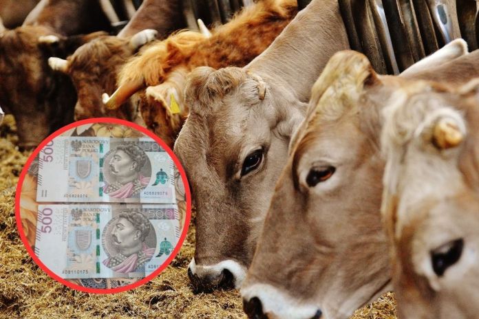 Dofinansowanie. Od dziś ARiMR przyjmuje wnioski o wsparcie dla hodowców