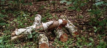 Sosnowiec: To największy park miejski w Zagłębiu Dąbrowskim