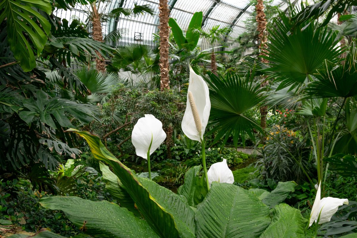 Ogromne okazy egzotycznych  roślin pomagają na chwilę przenieść się z chłodnej jesieni do ciepłego i wilgotnego klimatu tropikalnego