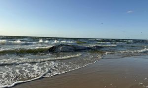 Martwy wieloryb na plaży w Wisełce. Sanepid bada wodę
