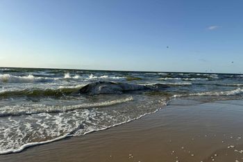 Martwy wieloryb na plaży w Wisełce. Sanepid bada wodę
