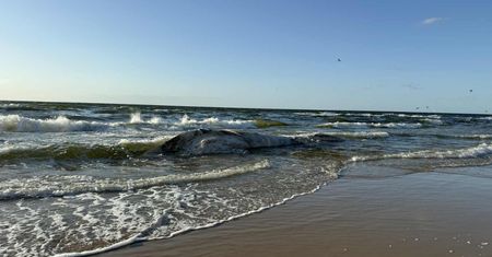 Martwy wieloryb na plaży w Wisełce. Sanepid bada wodę