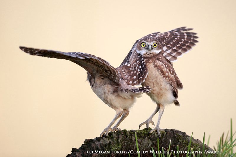 Fotografia przyrodnicza na bardzo wesoło, czyli konkurs 2015 Comedy Wildlife Photography Awards 11