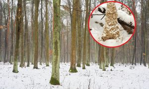 "Cud natury" w lesie. Znalezisko zaskoczyło nawet leśników