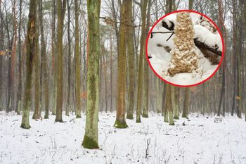 "Cud natury" w lesie. Znalezisko zaskoczyło nawet leśników