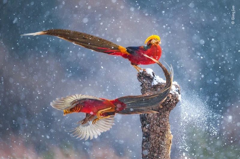 Publiczność wybrała najlepsze zdjęcia konkursu Wildlife Photographer of the Year 2021. Oto one 23