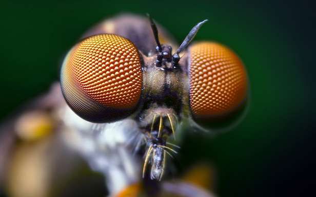 Oczy owada (Fot. DangerRoom / Wired)