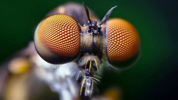 MAV-y przejmują kolejne cechy owadów 1