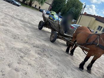 Sępopol: Woźnica miał blisko dwa promile we krwi. Koń zaczął cofać na drodze i spowodował kolizję z autem