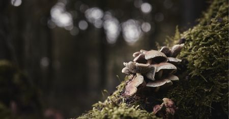 Zimą też chodzę na grzyby. Większość okazów znajduję na drzewach