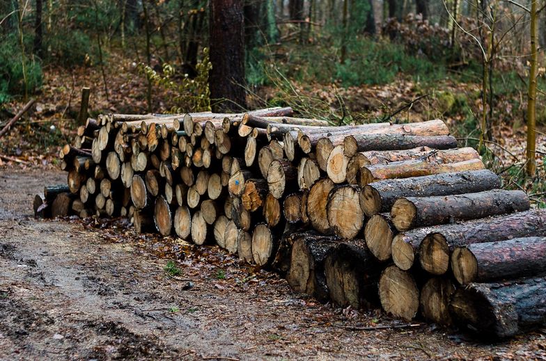 Drewno pożądane niczym złoto. W Niemczech go zabrakło