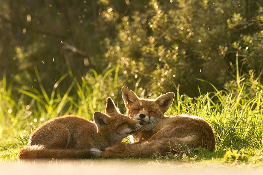 Jak robi lis? Czyli dzikie lisy Roeselien Raimond 4
