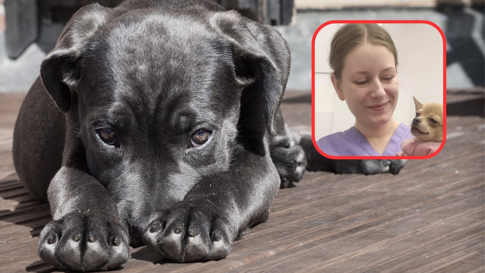 Weterynarka o usypianiu psów: "Czasem czuję się jak morderca na telefon"