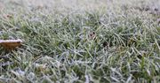 Powiat tucholski: Rolnicy rozczarowani wyceną strat po przymrozkach