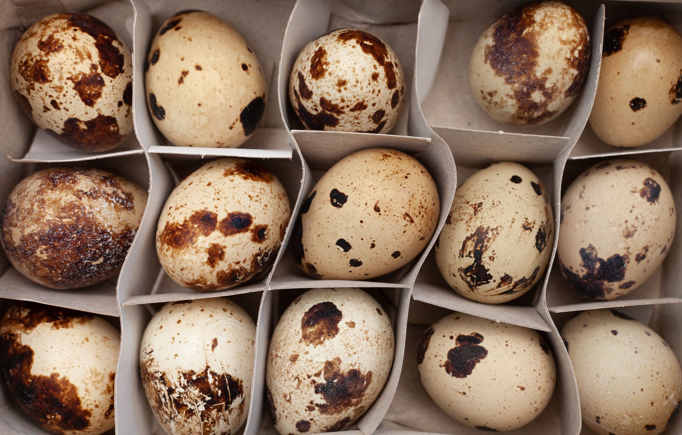 quail eggs arranged in paper container
packed, container, arranged, quail, eggs, white, wooden, background, fresh, grain, texture, nobody, egg, fragile, nature, wild, natural, group, food, spotted, home, shell, hatch, season, easter, holiday, small, bird, seasonal, healthy, nutritious, beneficial, vitamins, calories, cholesterol, pattern, marbled, topview, farm, fowl, raw, preparation, product, protein, speckled, ingredient, poultry, packed, container, arranged, quail, eggs, white, wooden, background, fresh, grain, texture, nobody, egg, fragile, nature, wild, natural, group, food, spotted, home, shell, hatch, season, easter, holiday, small, bird, seasonal, healthy, nutritious, beneficial, vitamins, calories, cholesterol, pattern, marbled, topview, farm, fowl, raw, preparation, product, protein, speckled, ingredient, poultry